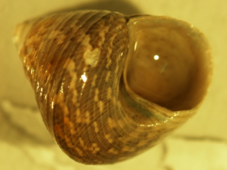 Identificazione gibbula